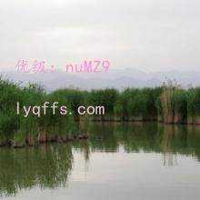 α