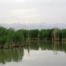 ȫ